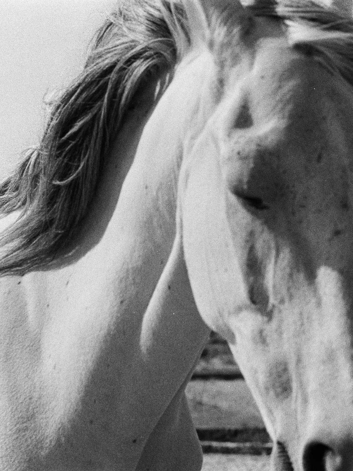 White Horse Portrait Aegean Nature